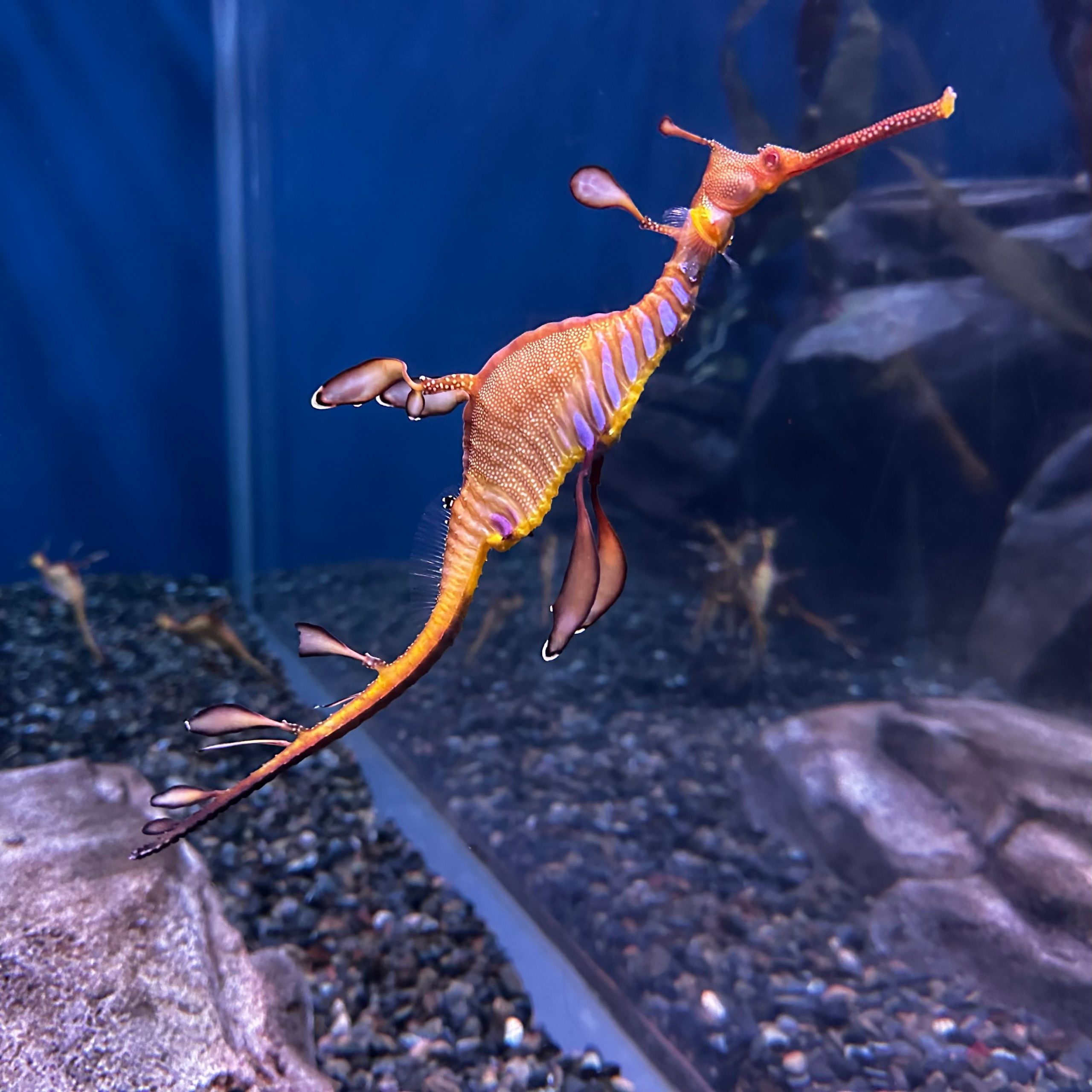 Kuda laut - Seahorse Bali