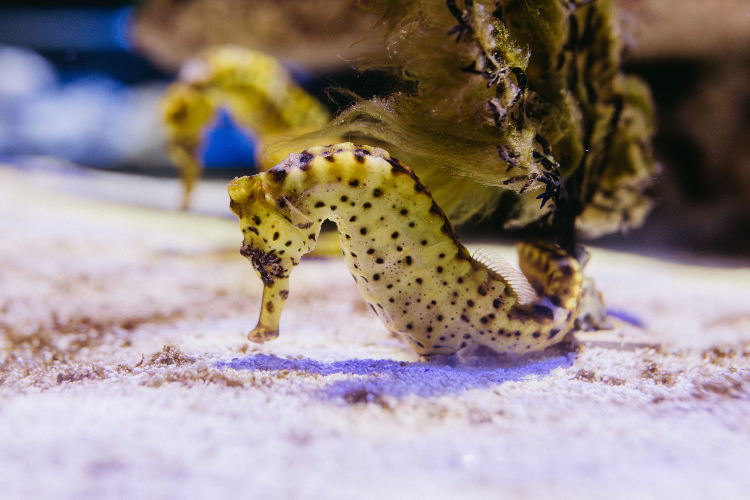 Kuda laut