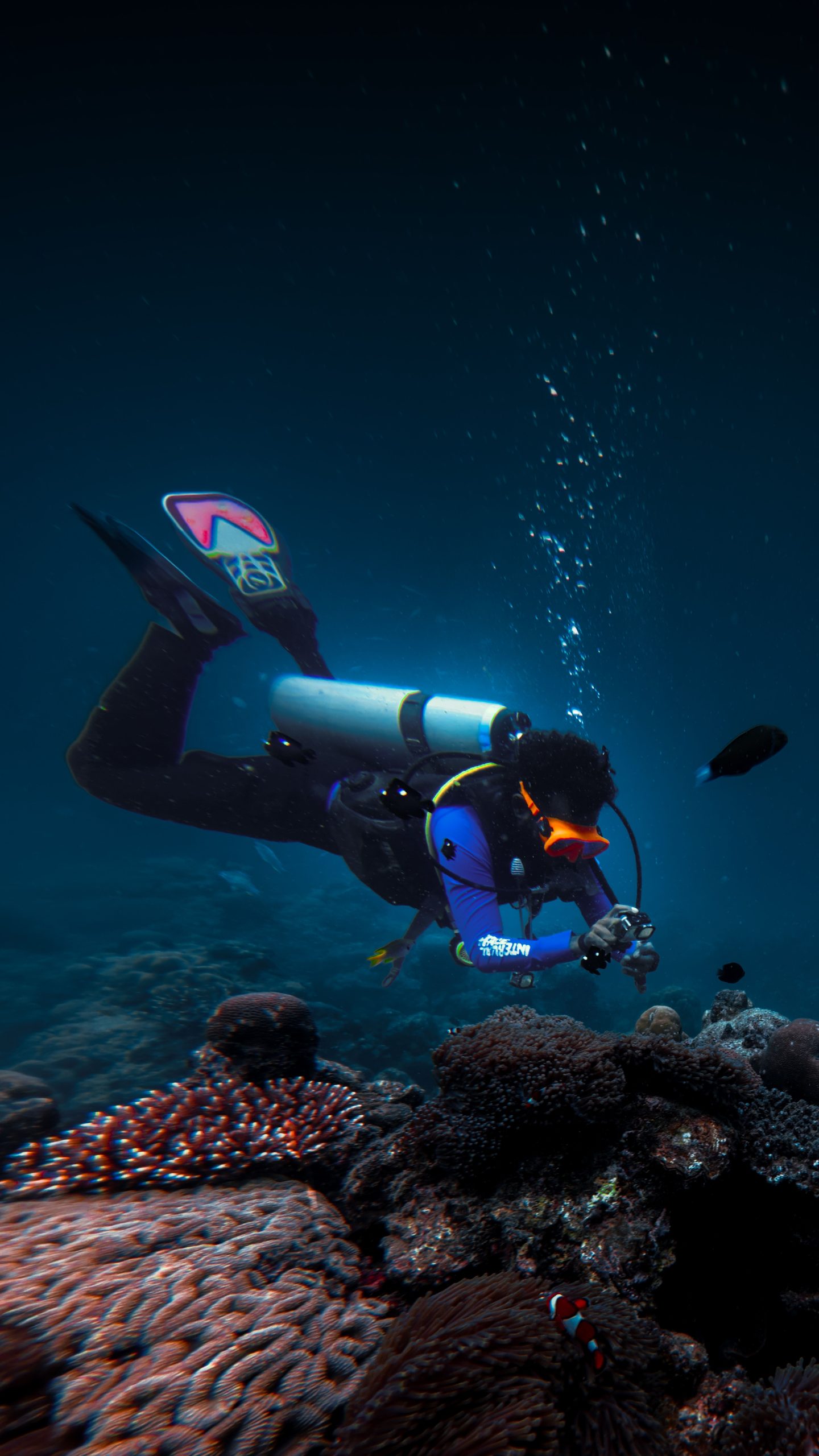 Kuda laut dalam air
