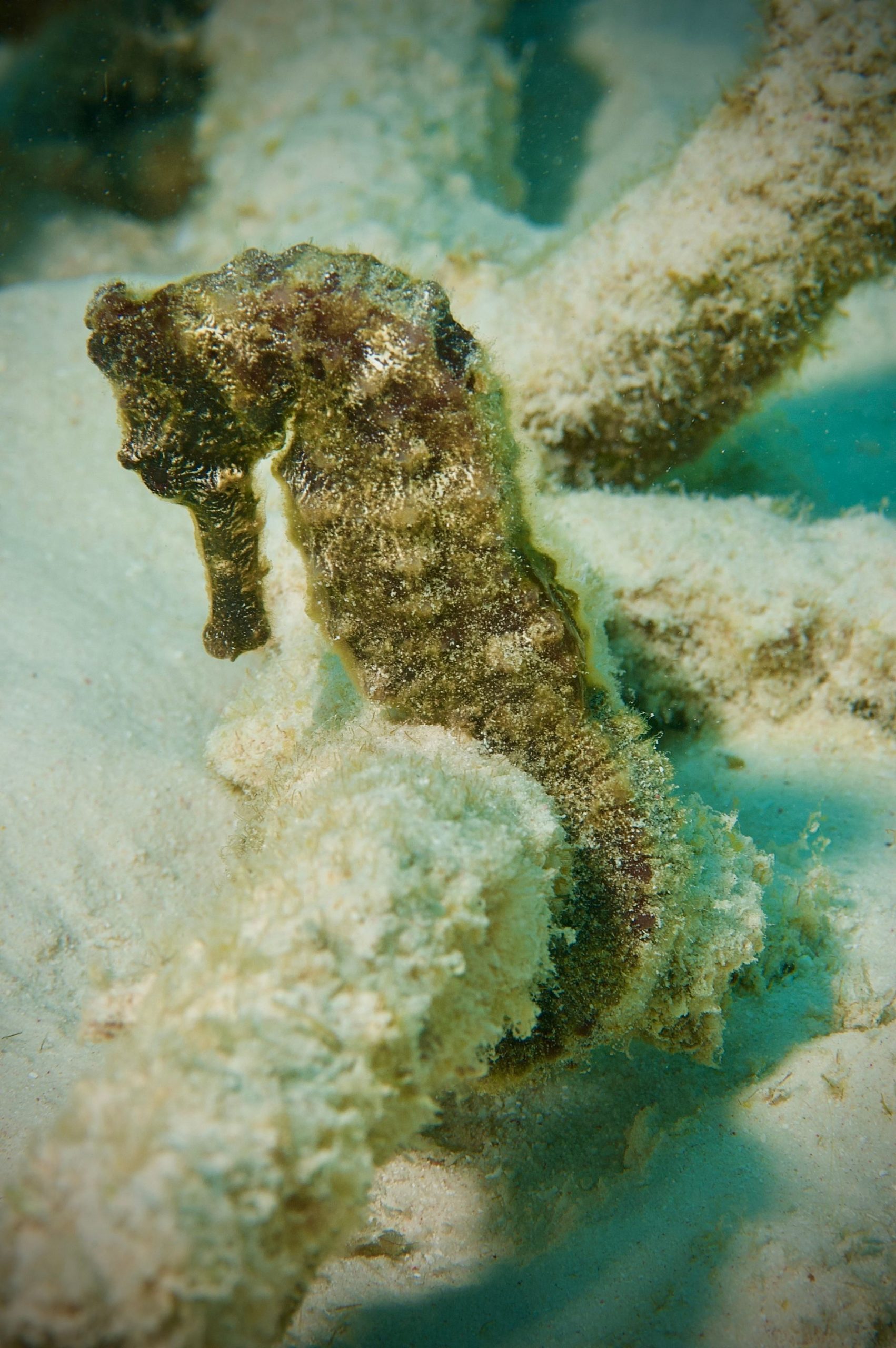 Bentuk kepala kuda laut
