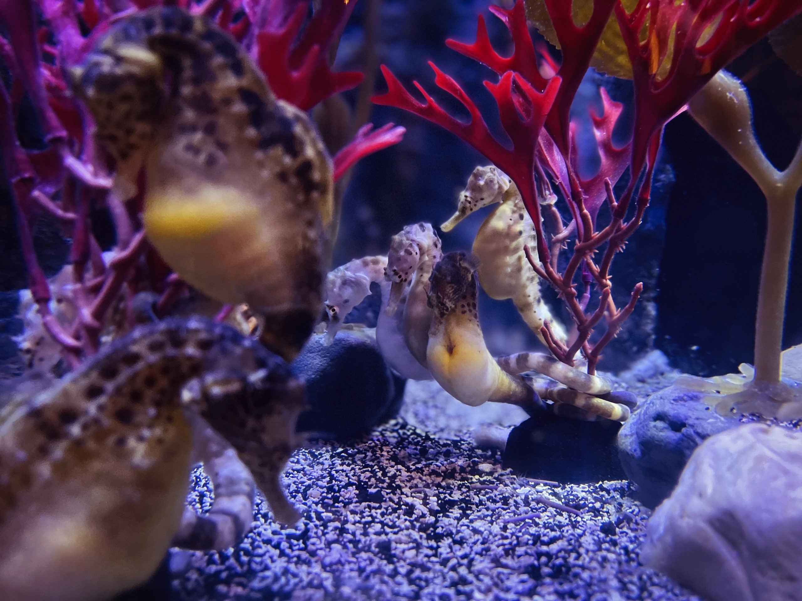 Kuda laut dalam habitatnya