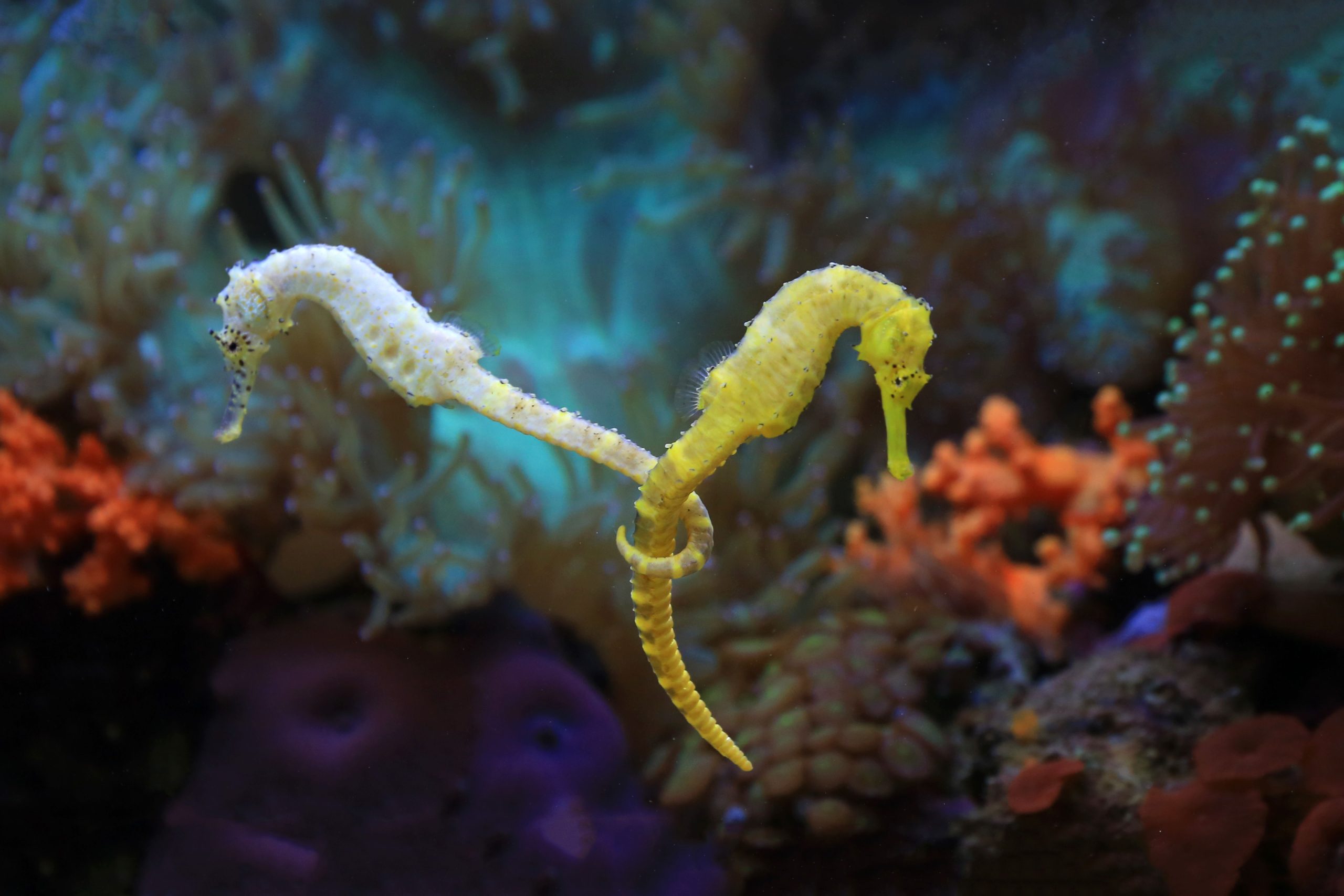 Kuda laut